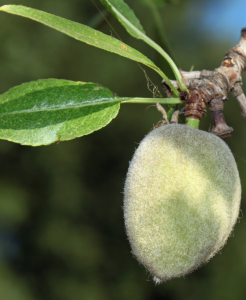 almonds from the tree