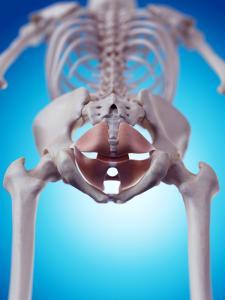 medical illustration