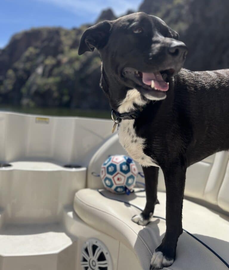 Dog Rescue Tucson